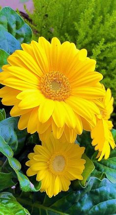 two yellow flowers with green leaves in the background