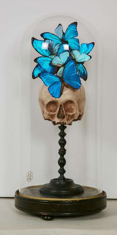 a human skull under a glass dome with blue butterflies on it's head in front of a white wall