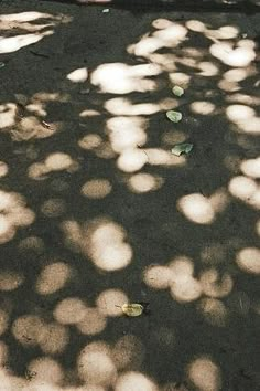 shadows cast on the ground and leaves