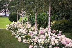 white and pink flowers line the side of a row of trees