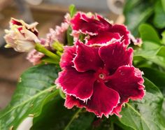 red and white flowers with green leaves in the background