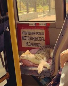 a cat laying on top of a chair in the back of a bus next to a sign