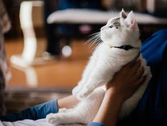 a woman holding a white cat in her arms