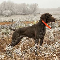 a brown dog standing on top of a dry grass field