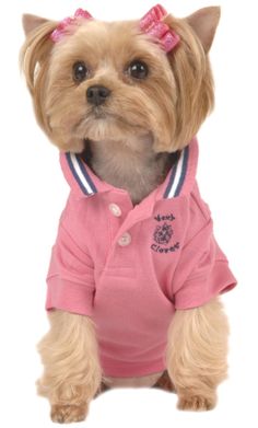 a small dog wearing a pink polo shirt