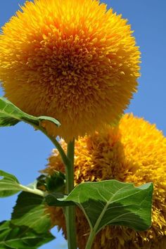 two large yellow flowers with green leaves against a bright blue sky in the day time