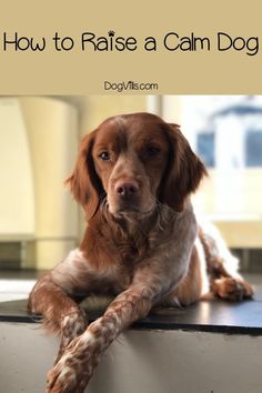 a brown and white dog laying on top of a window sill