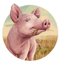 a pig is standing in the middle of a wheat field and has its nose open