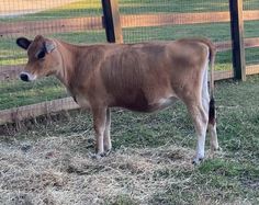 a brown cow standing on top of a grass covered field next to a wooden fence