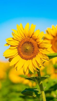 the sunflowers are blooming in the field