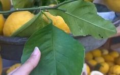 a person holding up a green leaf next to some lemons