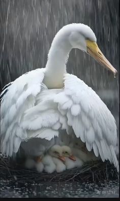 a large white bird sitting on top of a nest filled with baby birds in the rain