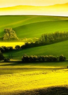 green rolling hills with trees in the foreground and sun shining on them at sunset