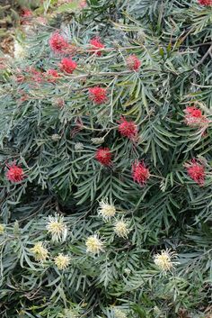 red and white flowers are blooming on the branches of a tree in the wild