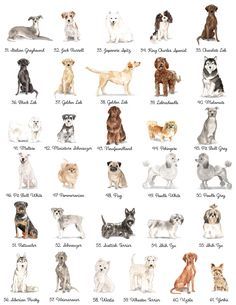 an image of dogs that are all different colors and sizes on white paper with words written below them