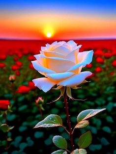 a white rose is in the middle of a field with red and green flowers at sunset