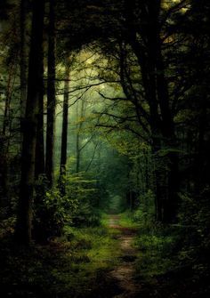 a dirt road in the middle of a forest with tall trees on both sides and foggy skies overhead