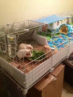 two hamsters in their cages eating broccoli and other things on the floor