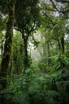 the jungle is full of green plants and trees with lots of leaves on them,