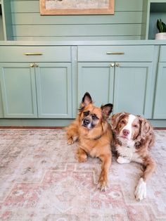 two dogs are laying on the floor in front of blue cabinets and rugs, with one dog looking at the camera