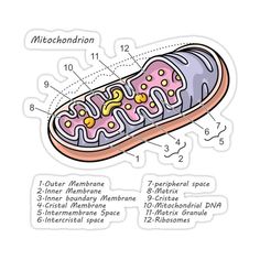 the structure of a mitochond on a white background, with information about it