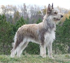 a shaggy dog standing on top of a grass covered field next to trees and bushes