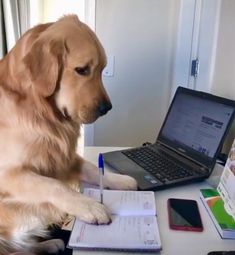 a golden retriever dog sitting at a desk with a laptop and notepad in front of him