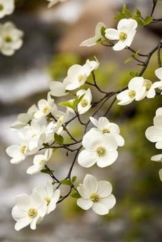 white dogwood flowers are blooming in front of a stream and trees with green leaves