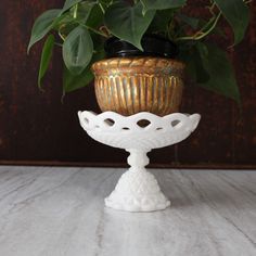 a potted plant sitting on top of a white table