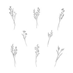 six different types of flowers are shown in this drawing style, each with one single flower