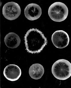 several different types of jellyfish in black and white photo taken by an unknown photographer