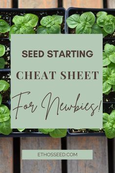 Seed Starting Cheat Sheet for Newbies When To Plant Seeds, Grow Peppers, Seeds Growing, Seedlings Indoors, Growing Vegetables In Pots, Starting Seeds Indoors, Vegetable Garden Diy, Garden Veggies, Seed Germination