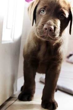 a brown puppy standing next to a white door