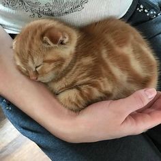 a person holding a small orange cat in their arms and the kitten is sleeping on top of someone's lap