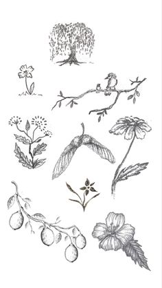 an ink drawing of various flowers and leaves