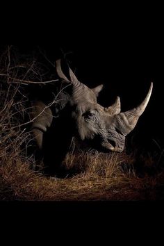 a rhinoceros is standing in the dark with it's head turned towards the camera