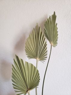 three large green leaves in a vase on a table