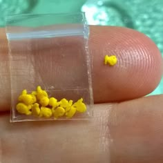 tiny yellow flowers in a clear plastic container on someone's finger with green background