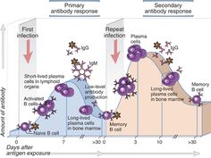 the diagram shows different stages of cell signaling