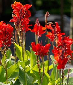 red flowers are blooming in the garden