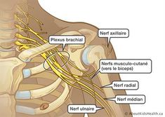 an image of the anatomy of the chest and thoral view with labels on it