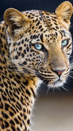 a close up of a leopard with blue eyes