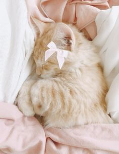 an orange and white cat laying on top of a bed next to a pink blanket