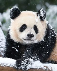 a panda bear sitting in the snow on top of a tree branch with it's paws up