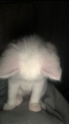 a small white rabbit sitting on top of a blanket