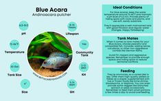 the blue acotara is an important source for marine life