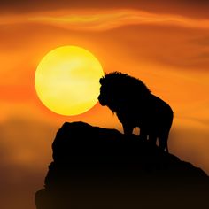 a lion standing on top of a rock at sunset