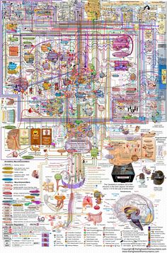 the human body and its connections to different parts of the body, including their functions