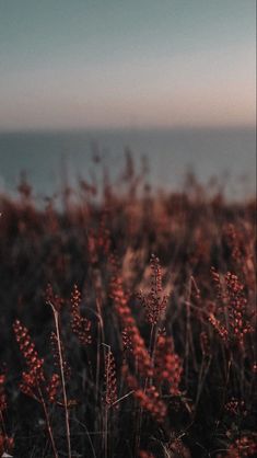 some red plants and water in the background