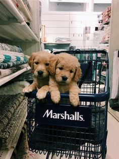 two puppies sitting on top of a marshalls shopping cart